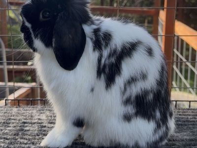 Holland Lop Buck