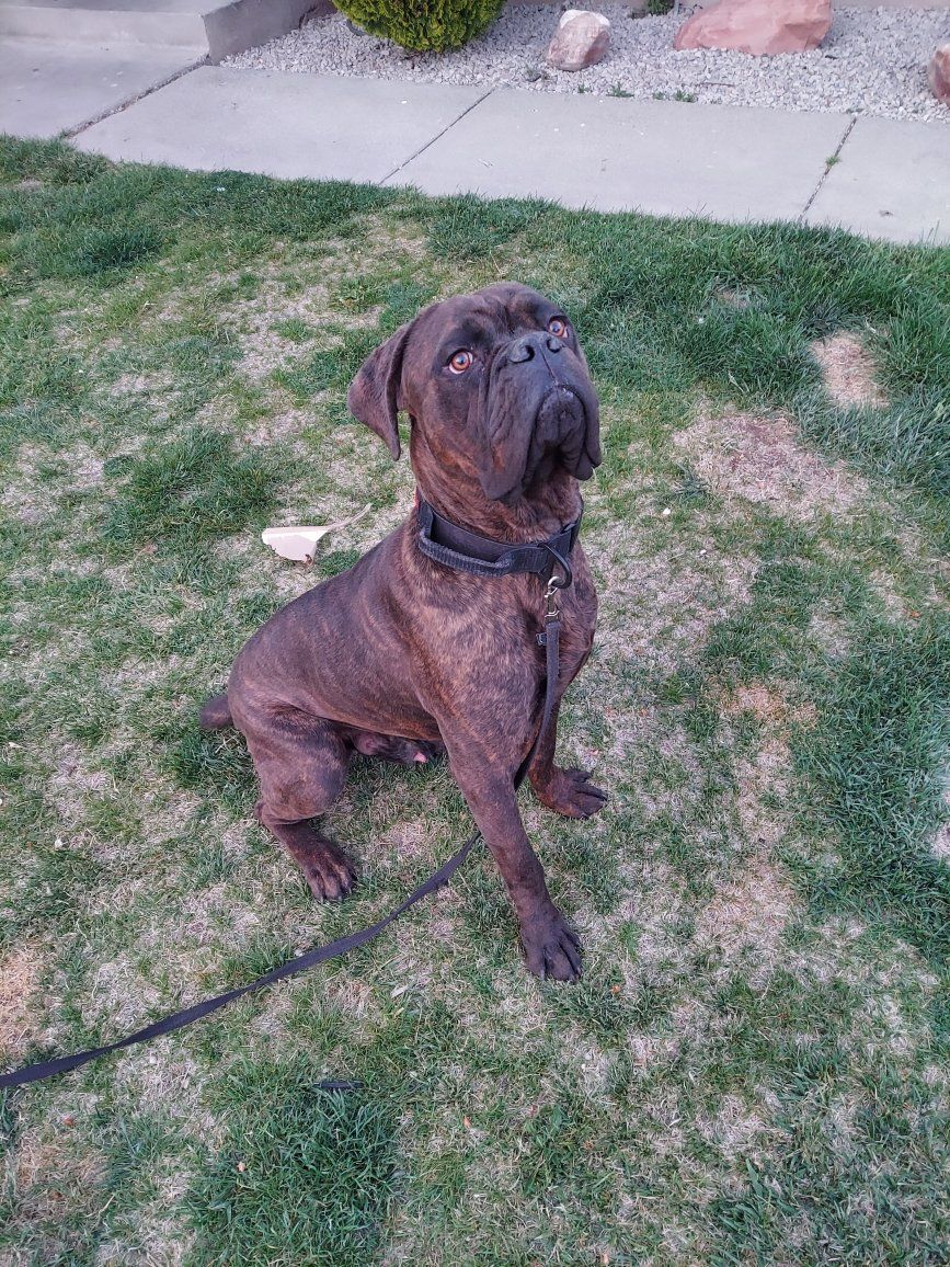 Cane Corso  Male Puppy