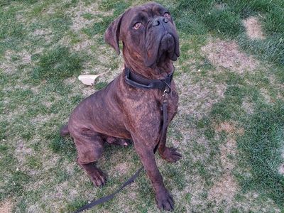 Cane Corso Male Puppy