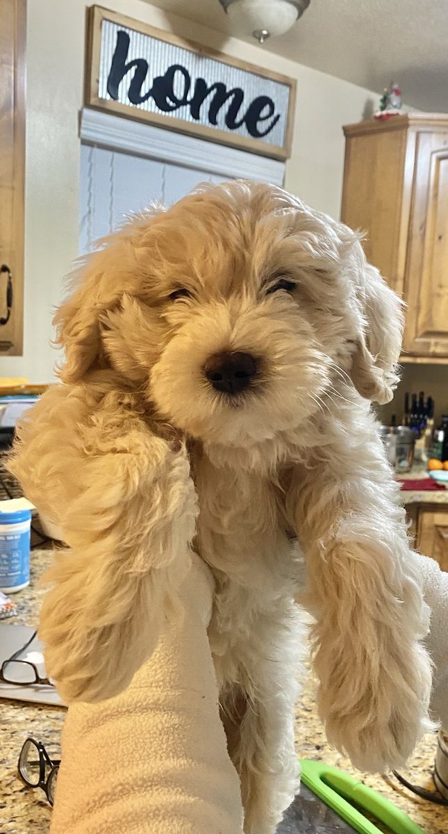 Adorable Mini Goldendoodle Puppy TRAINED