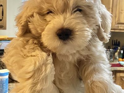 Adorable Mini Goldendoodle Puppy TRAINED