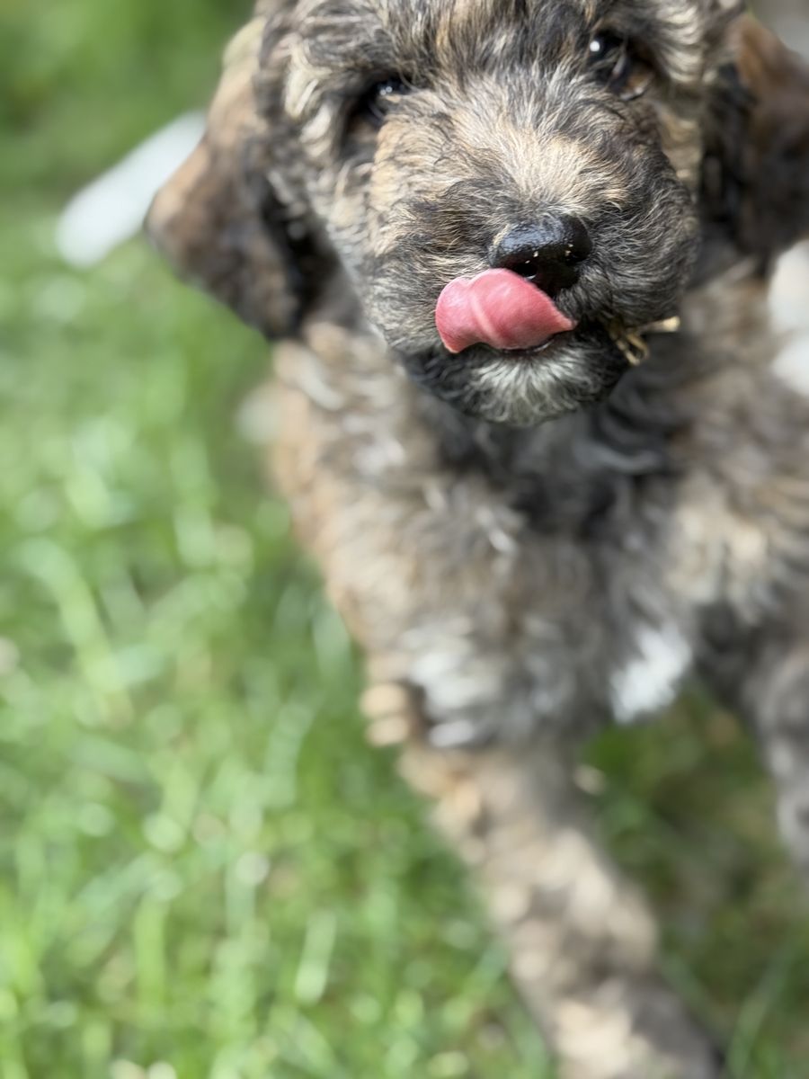 Meet, "Tiny"-F1B Bernedoodle (standard size)