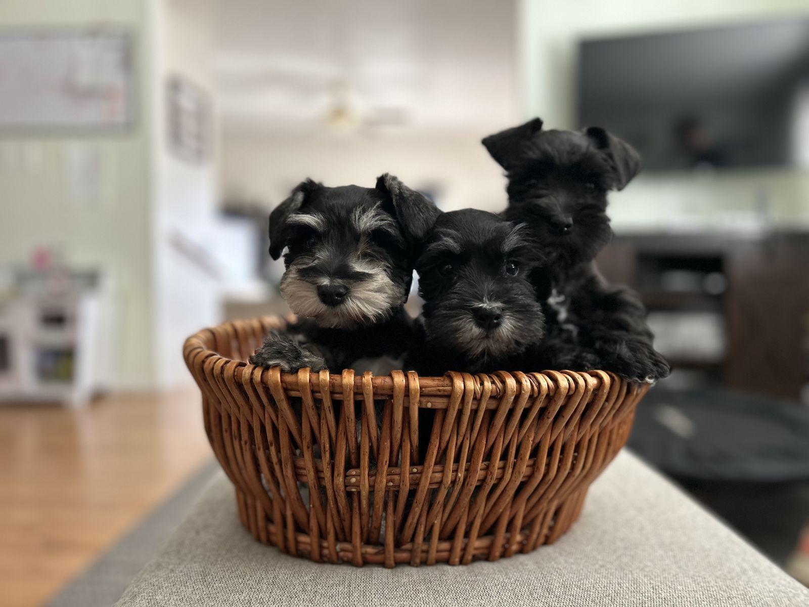 AKC Miniature Schnauzer Puppies