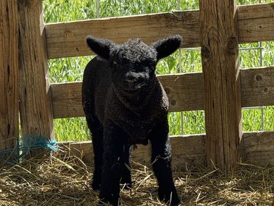 Babydoll Ram Lamb