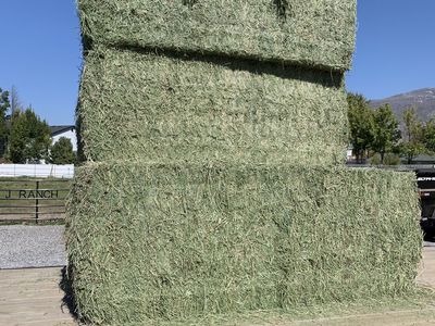 3x3x8 Alfalfa Hay