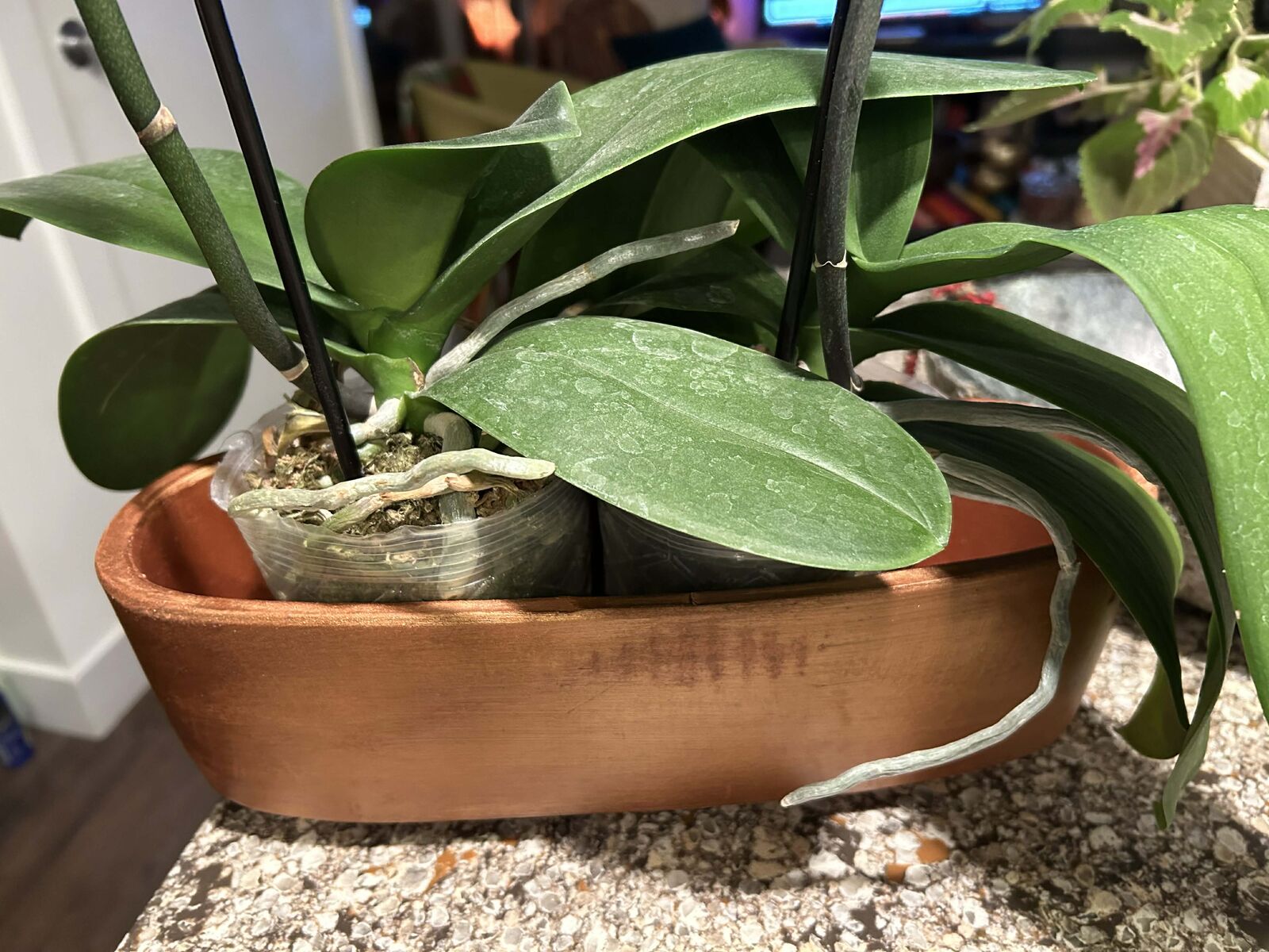 Phalaenopsis Orchids – Healthy & Ready to Rebloom