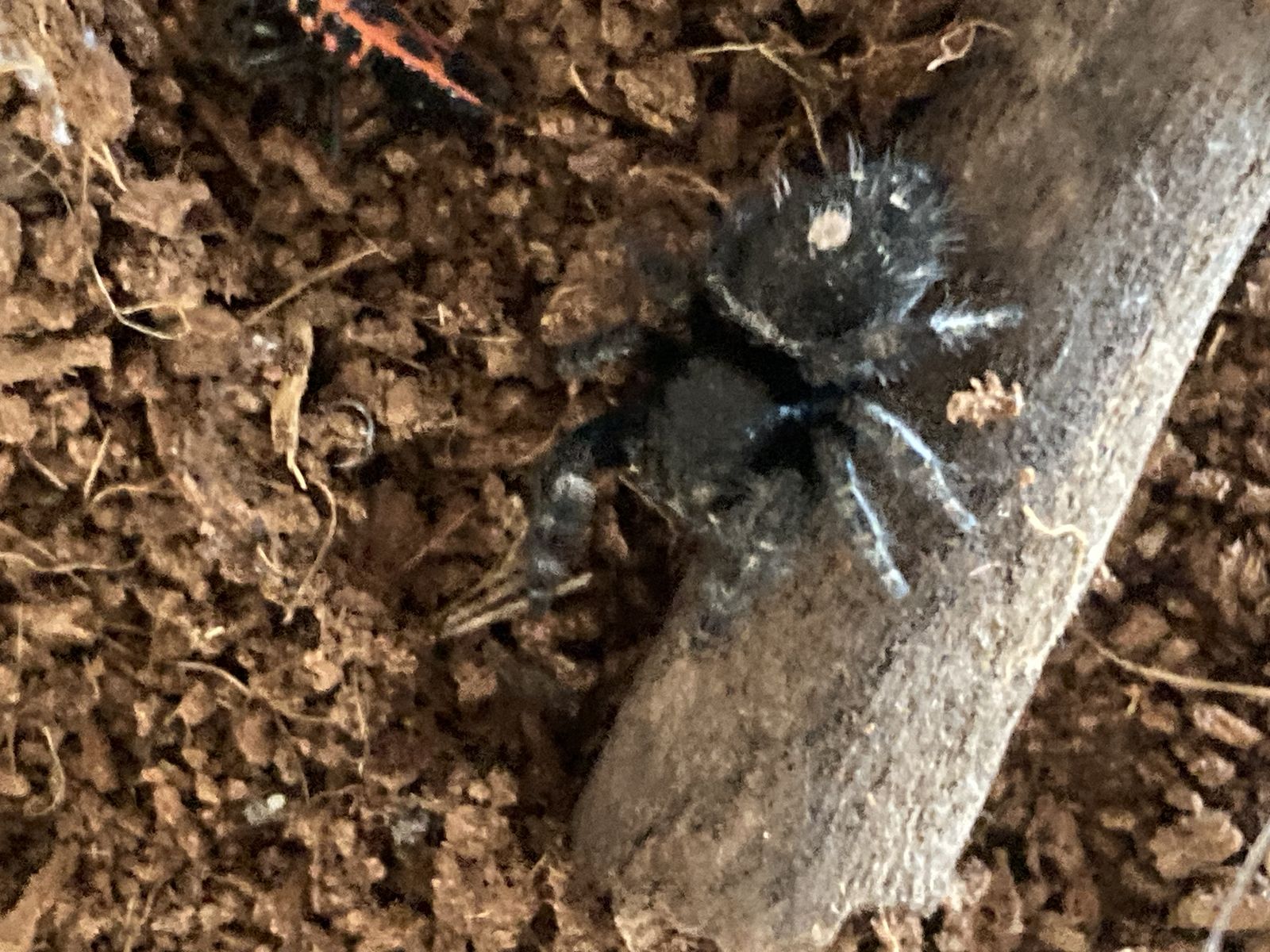 Phidippus audax jumping spider