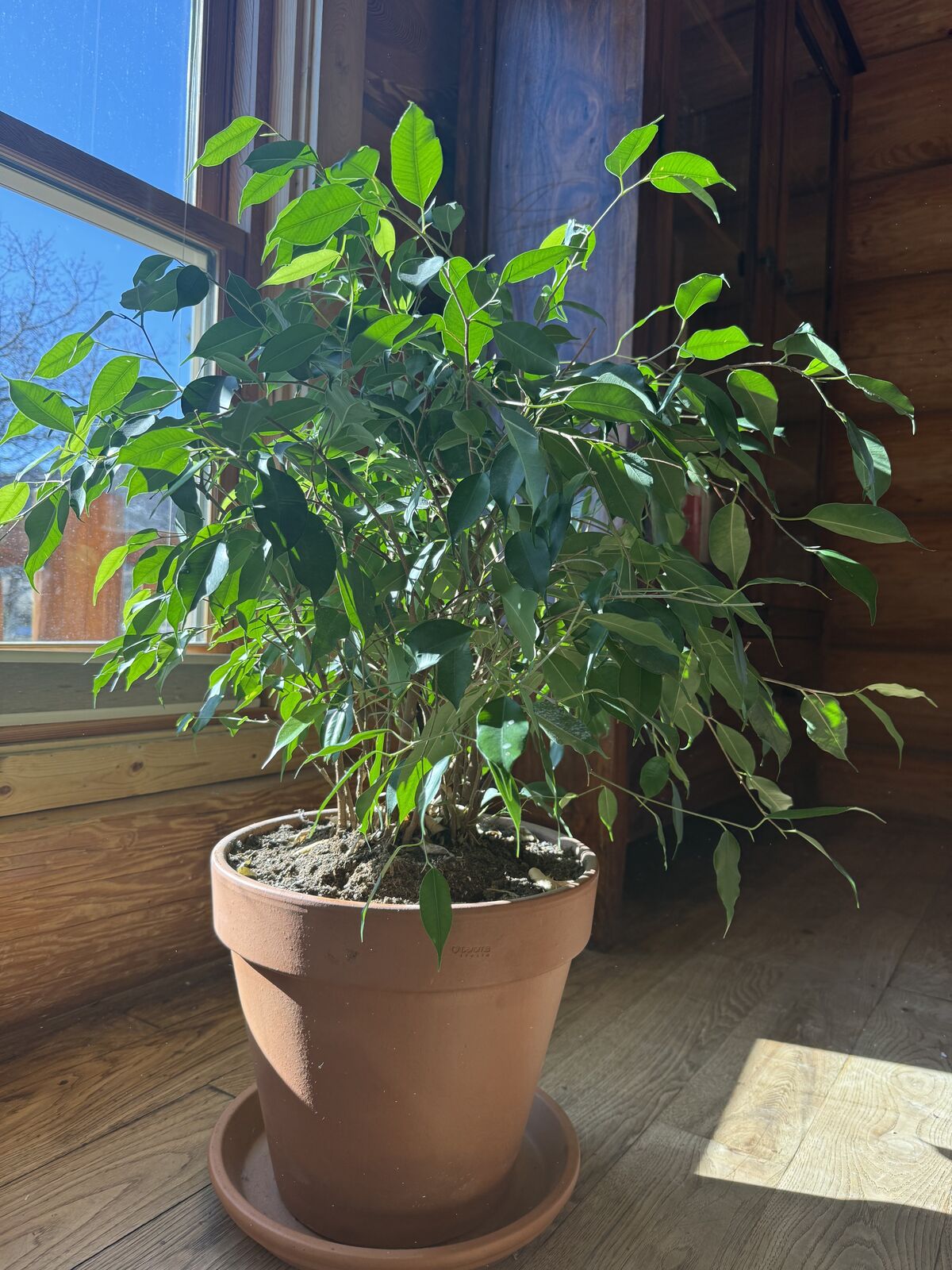 Beautiful Ficus Tree