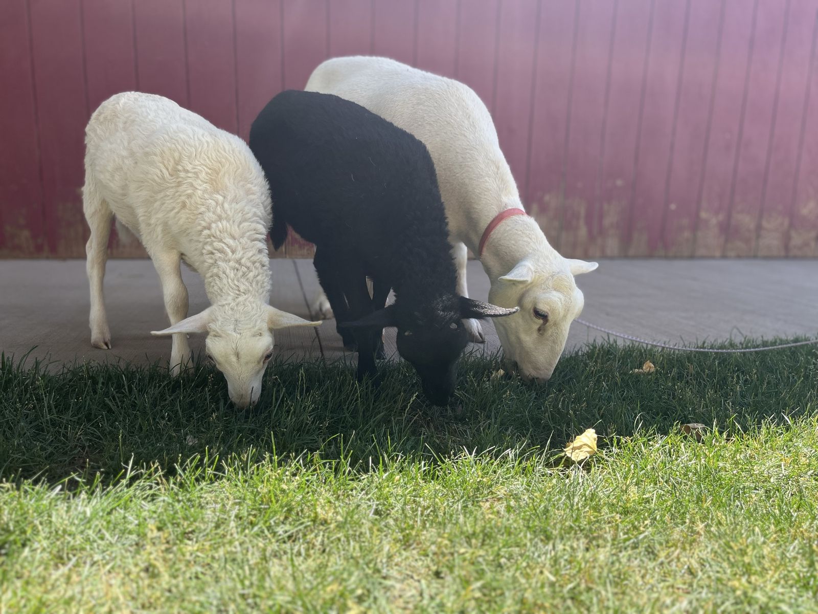 Pet Katahin Sheep for Sale - Ewe and Two Lambs, Great for Family or Farm. Can be sold together or separate.