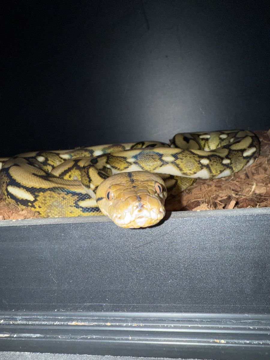 25% kalatoa tiger retic