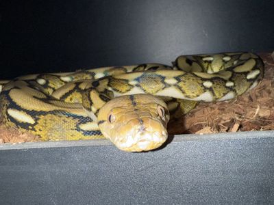 25% kalatoa tiger retic