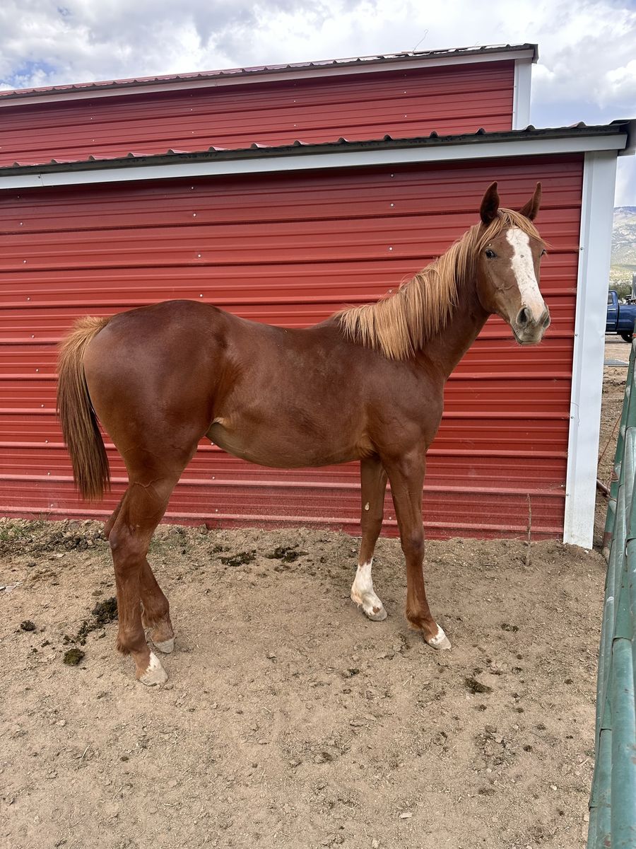 2025 AQHA Filly (PYC, Curlin, Corona Cartel)