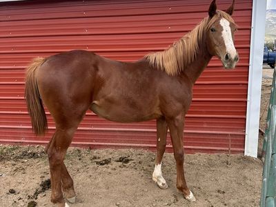 2025 AQHA Filly (PYC, Curlin, Corona Cartel)
