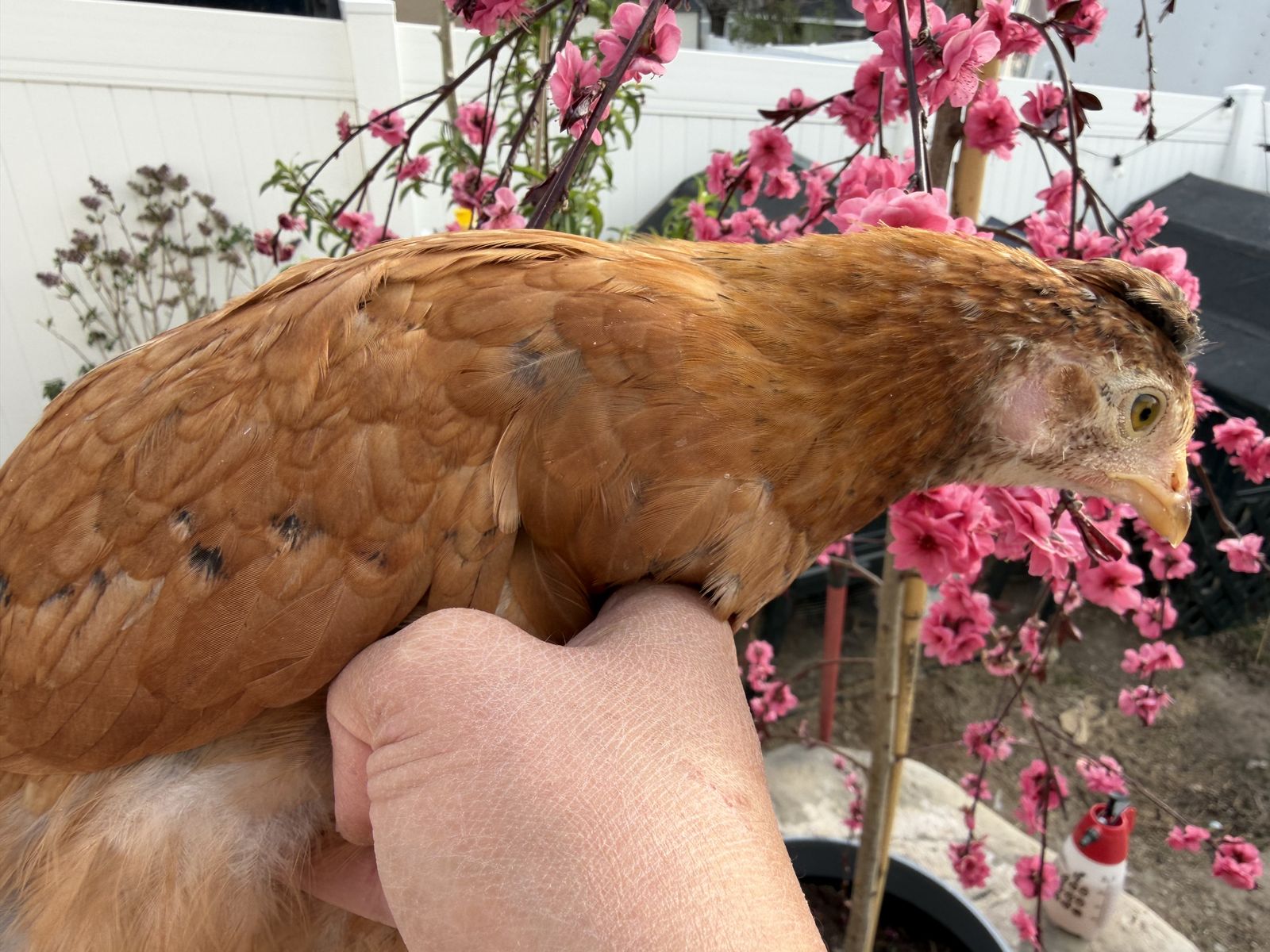 Beautiful 8 week pullets