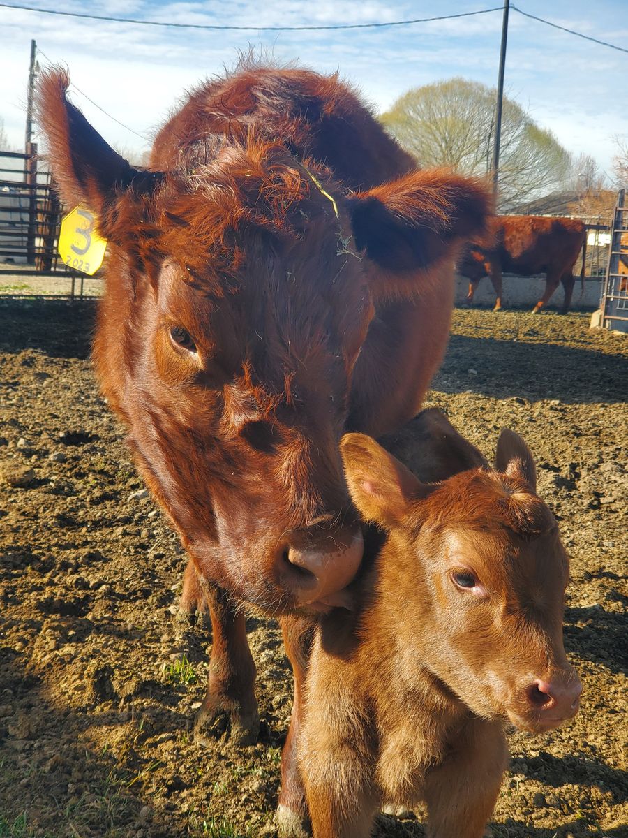 Red Angus, Cow/Calf pair