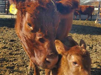 Red Angus, Cow/Calf pair