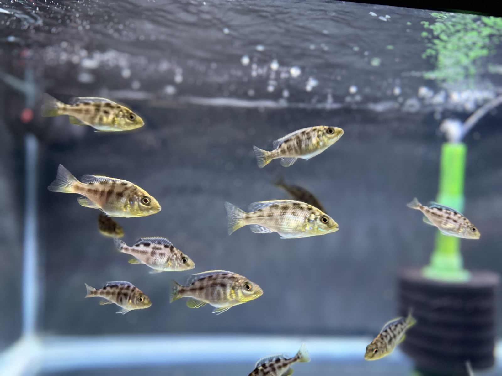 Juvenile Venustus cichlids 