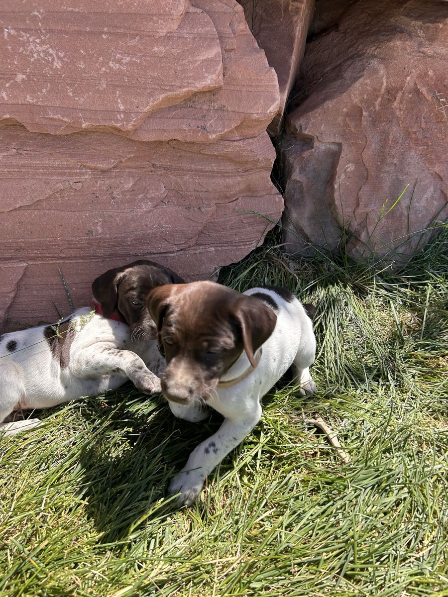 German Shorthaired Pointer Puppys