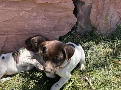 German Shorthaired Pointer Puppys