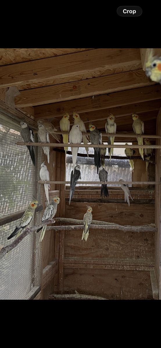 Cockatiels