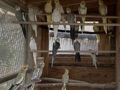 Cockatiels