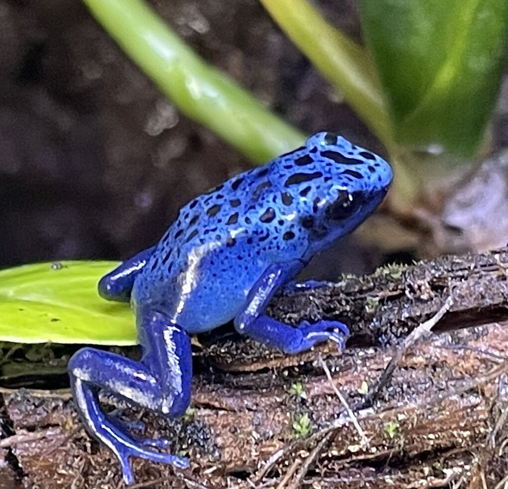 Dendrobates tinctorius Azureus Dart Frogs