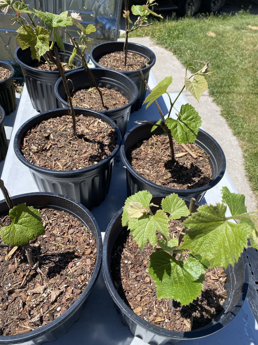 Classic Concord grape vines