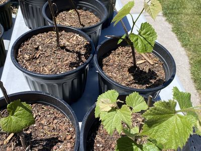 Classic Concord grape vines