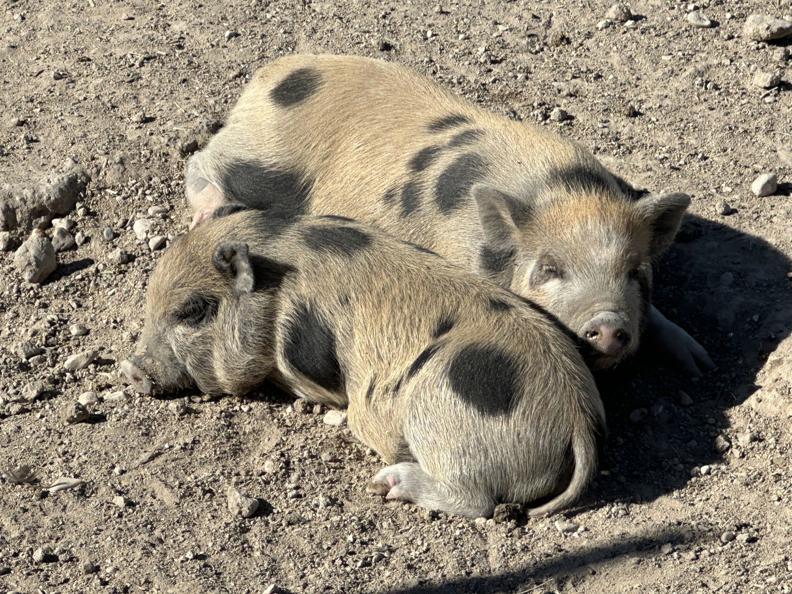 Kune Cross Pigs