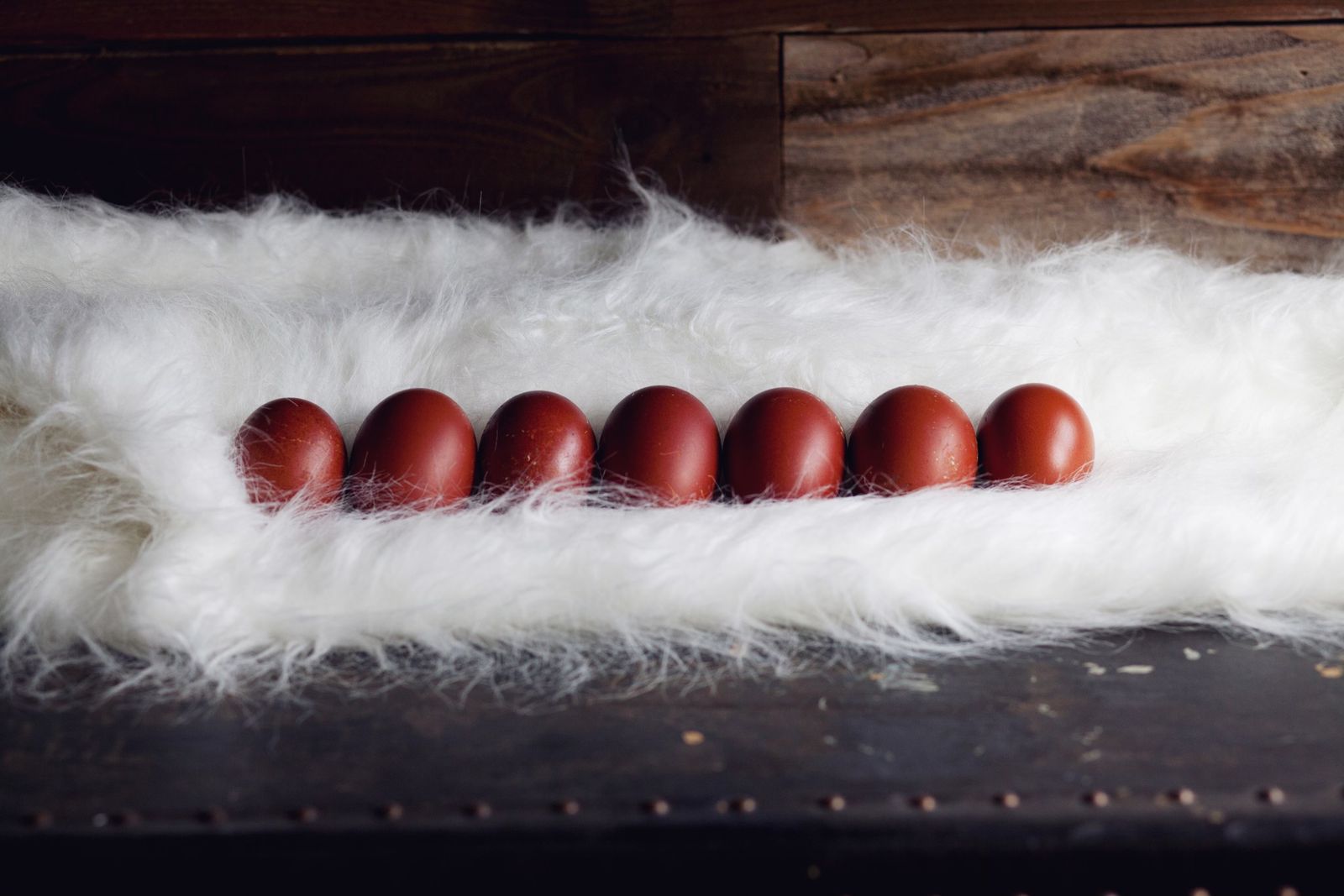 French black Copper marans Chicks
