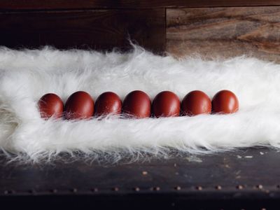 French black Copper marans Chicks