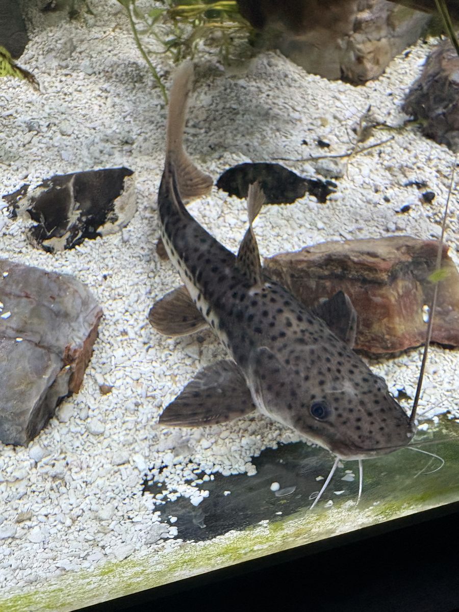 Redtail / tigershovel nose catfish 