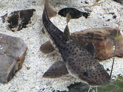 Redtail / tigershovel nose catfish