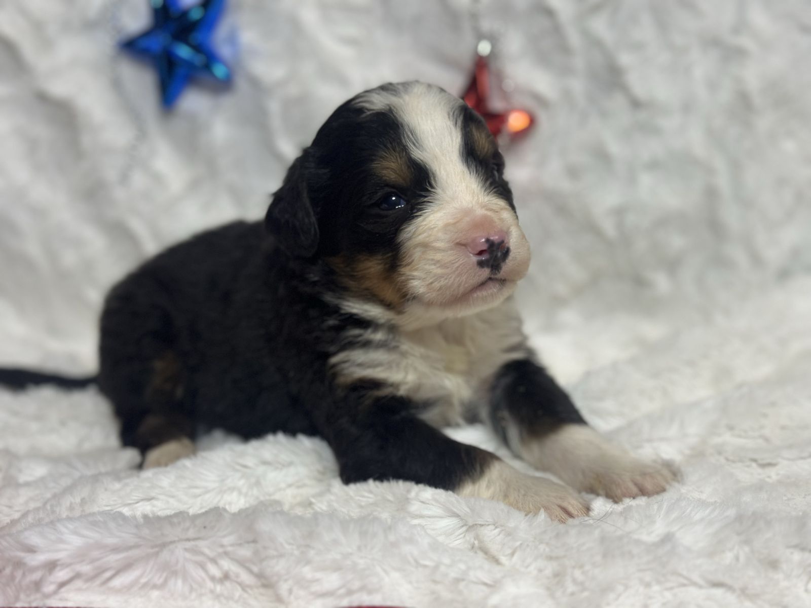 Bernese Mountain Puppies