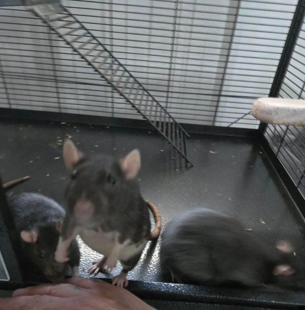 Greta the Pet Rat