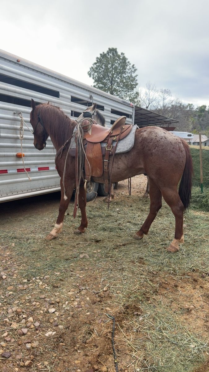 4 year old gelding