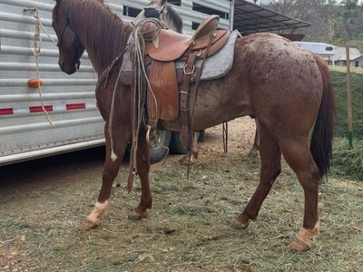 4 year old gelding
