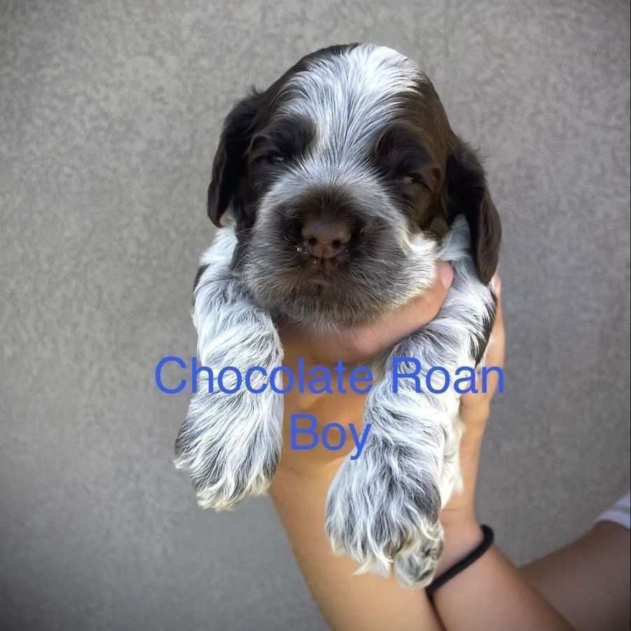 AKC American Cocker Spaniel puppies
