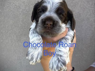 AKC American Cocker Spaniel puppies