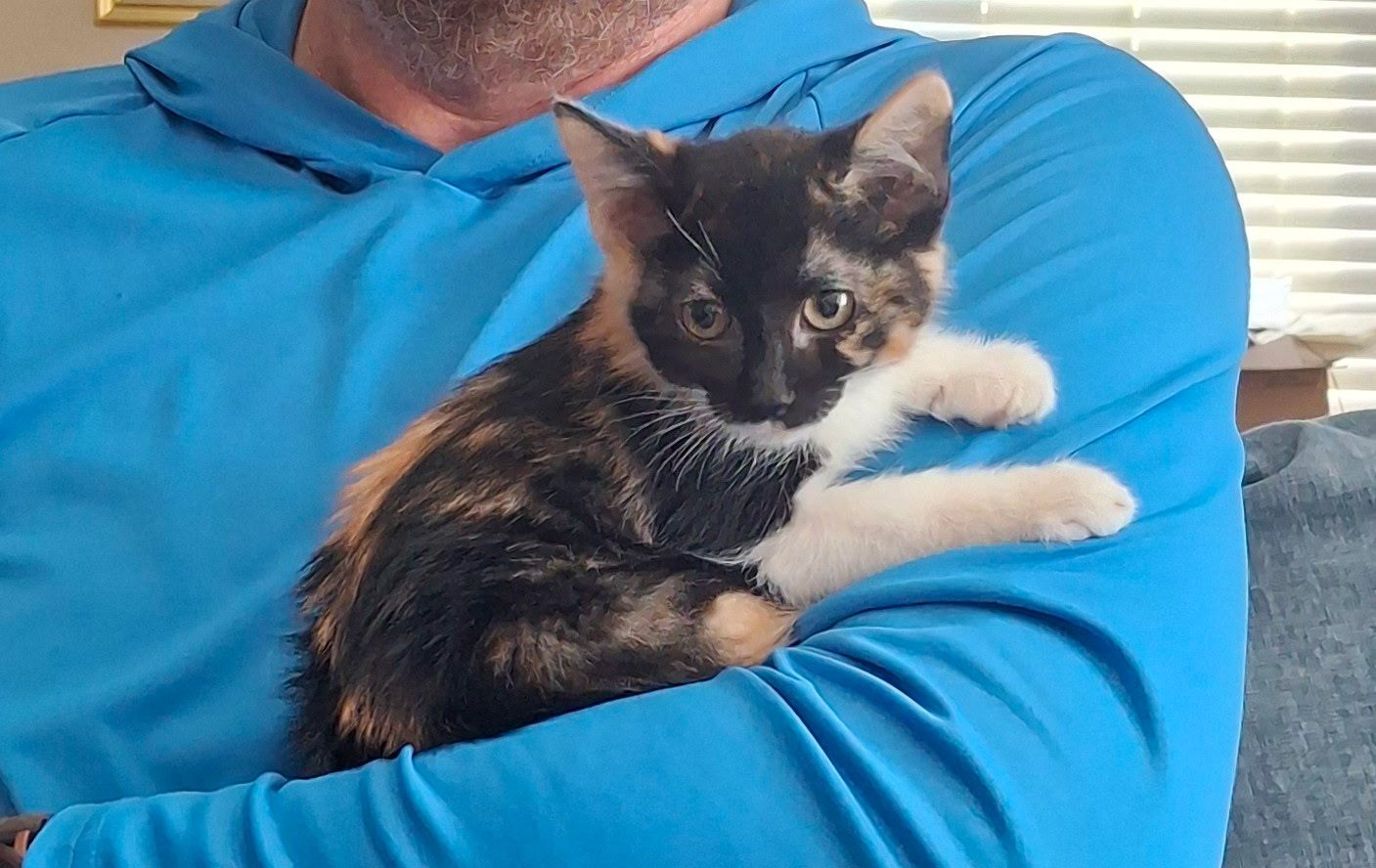 Kitten Seeks Furever Home