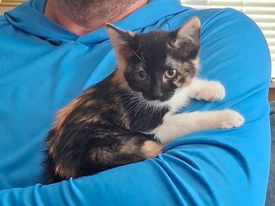 Kitten Seeks Furever Home