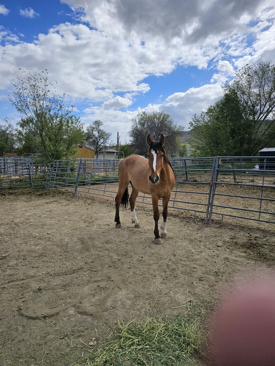 Horse for sale