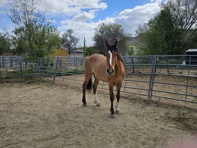Horse for sale