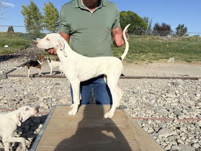 Dogs english pointer