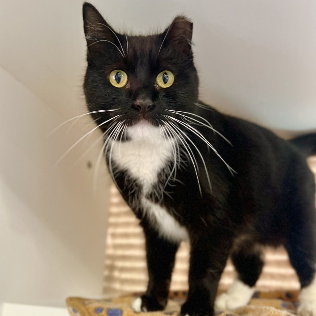 Hello my name is Socks