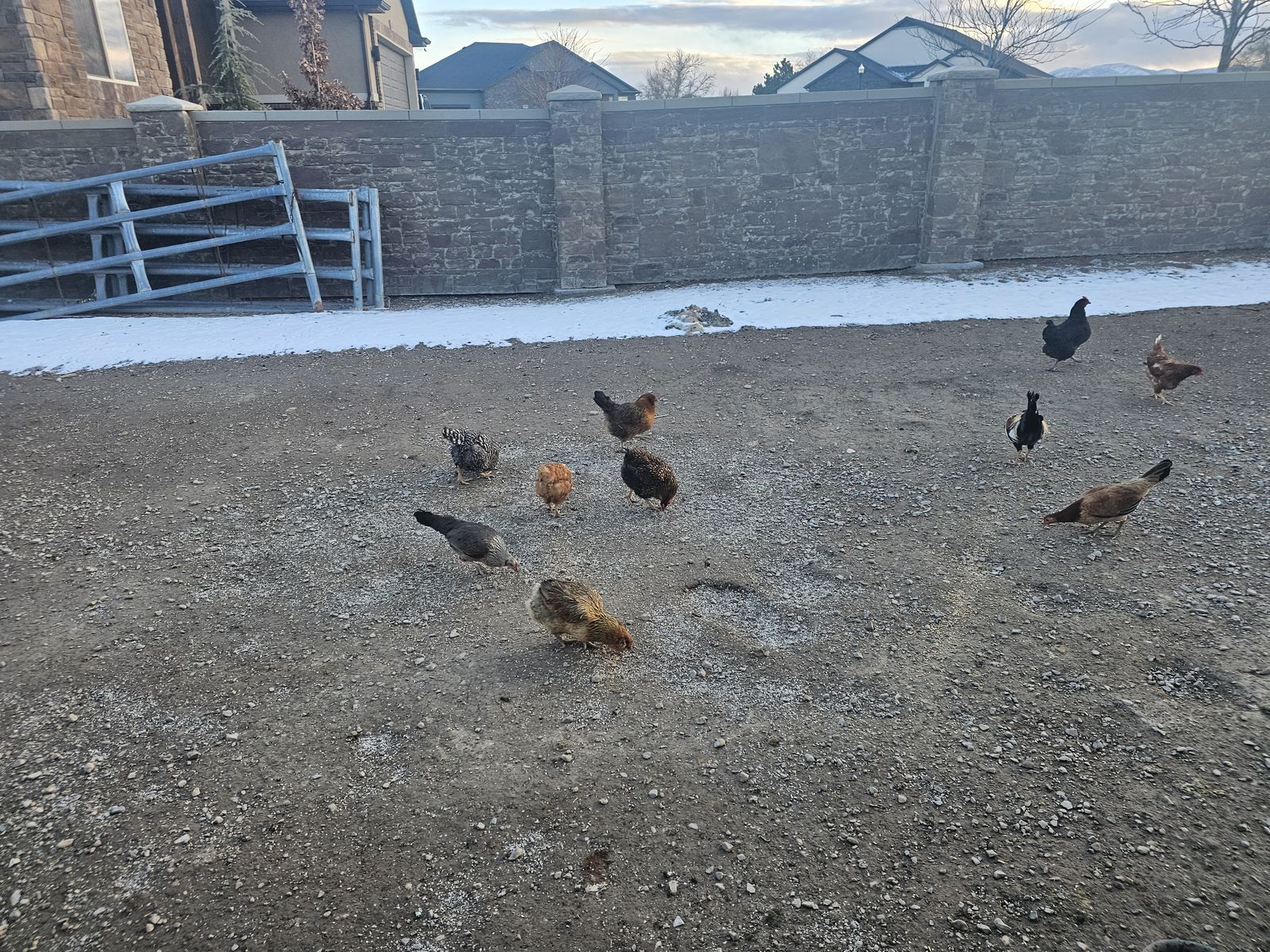 Chickens for Sale - $10/each