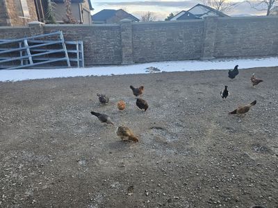 Chickens for Sale - $10/each