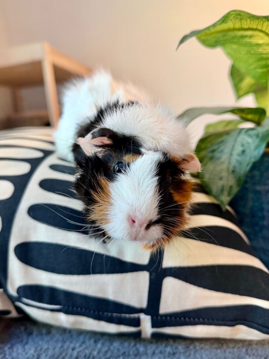 2 Guinea Pigs