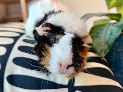 2 Guinea Pigs