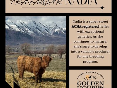 Nadia - Highland Heifer